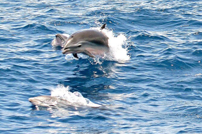 Whale and Dolphin Watching Cruise in St Lucia - What whales and dolphins you’re actually hunting for