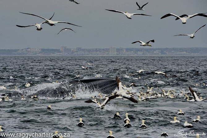 Whale, Dolphin & Penguin Island Cruise - Arriving in Port Elizabeth for an 8:00am start