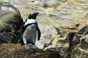 Whale, Dolphin & Penguin Island Cruise - The water hunt in Algoa Bay: whales and dolphins when timing matters