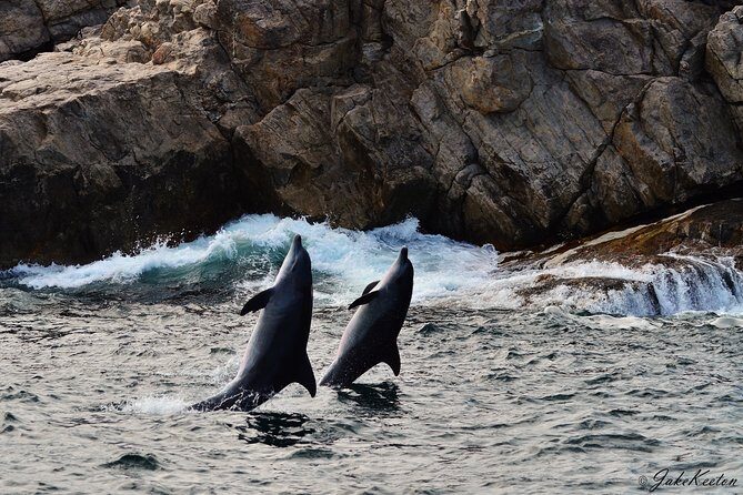 Whale, Dolphin & Penguin Island Cruise - St. Croix Island and the African penguin colony up close