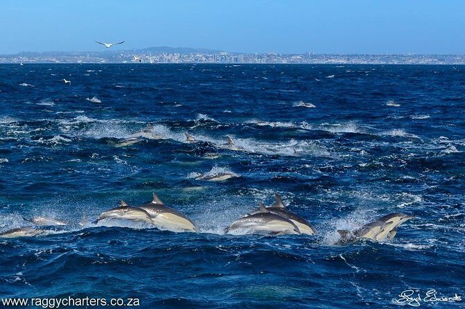 Whale, Dolphin & Penguin Island Cruise - What the boat experience feels like on Raggy Charters