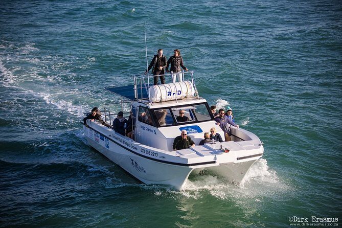 Whale, Dolphin & Penguin Island Cruise - Conservation-minded guiding: why the explanations are part of the value