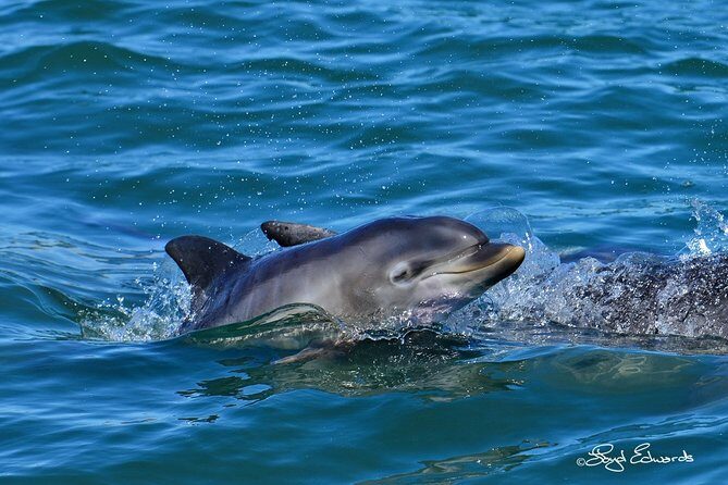 Whale, Dolphin & Penguin Island Cruise - Price and value: is $185.19 a fair deal?
