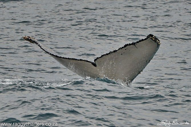 Whale, Dolphin & Penguin Island Cruise - Who should book this cruise?