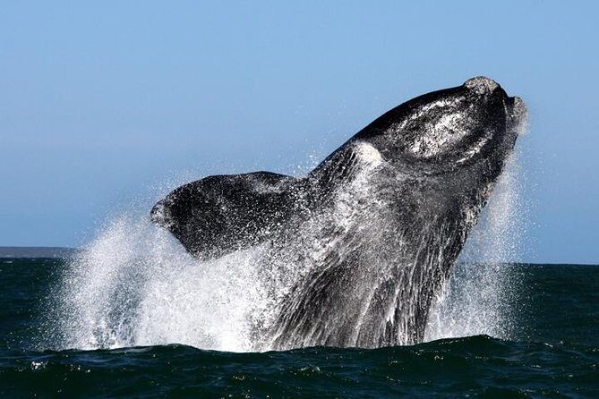 Whale Watching from Gansbaai - Key Things That Make Gansbaai Whale Watching Work