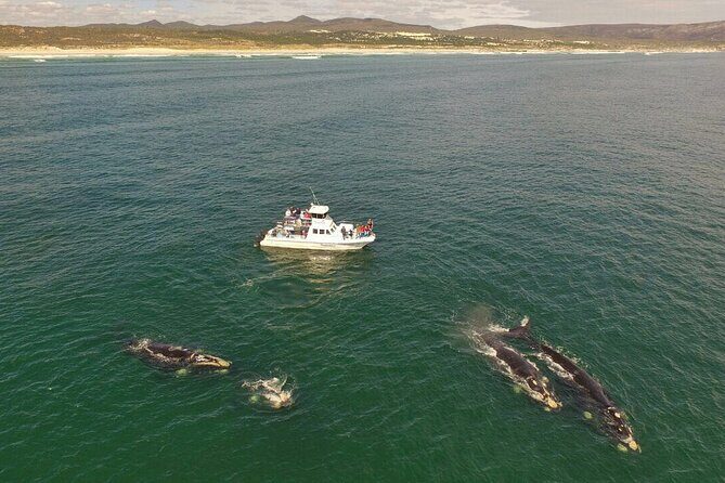 Whale Watching from Gansbaai - First Contact at Gansbaai Harbour: Getting Ready to See Whales