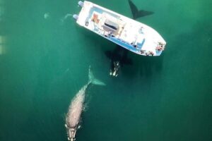 Whale Watching from Gansbaai - The 2-Hour Cruise Along De Keldar Cliffs (What Happens After You Leave the Harbour)