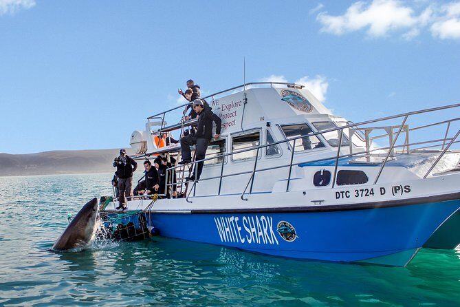 Whale Watching from Gansbaai - Wildlife Beyond Whales: Dolphins, Sharks, and Penguins