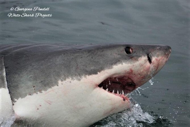 Whale Watching from Gansbaai - Boat Comfort and Crew Style: Small-Group Viewing Without the Chaos