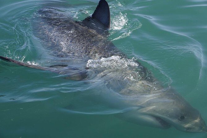 Whale Watching from Gansbaai - What You Should Bring (So the 2 Hours Feel Easy)