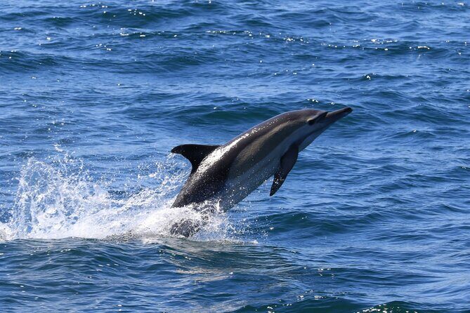 Whale Watching from Gansbaai - Price and Value: Is $112.15 Worth It in Gansbaai?