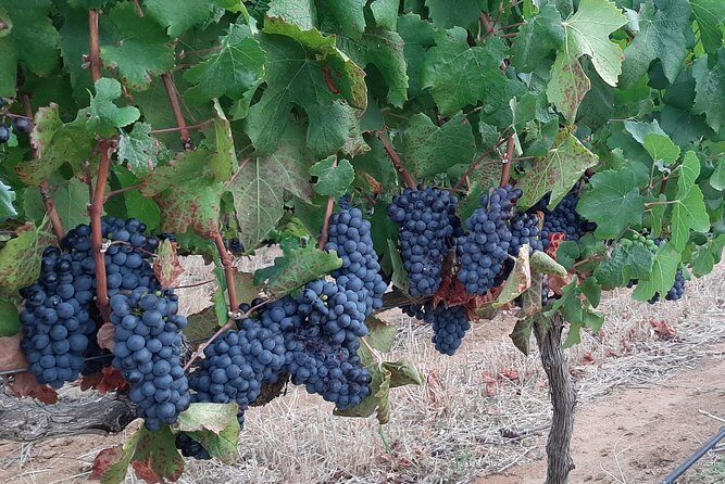Wine Tour to Stellenbosch & Franschhoek with Tastings & Lunch - La Bri Estate: chocolate and wine pairing with a cellar tour